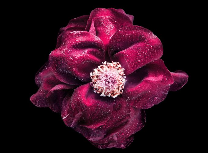 Wallpaper flower, purple, 4K, Abstract 9478616314